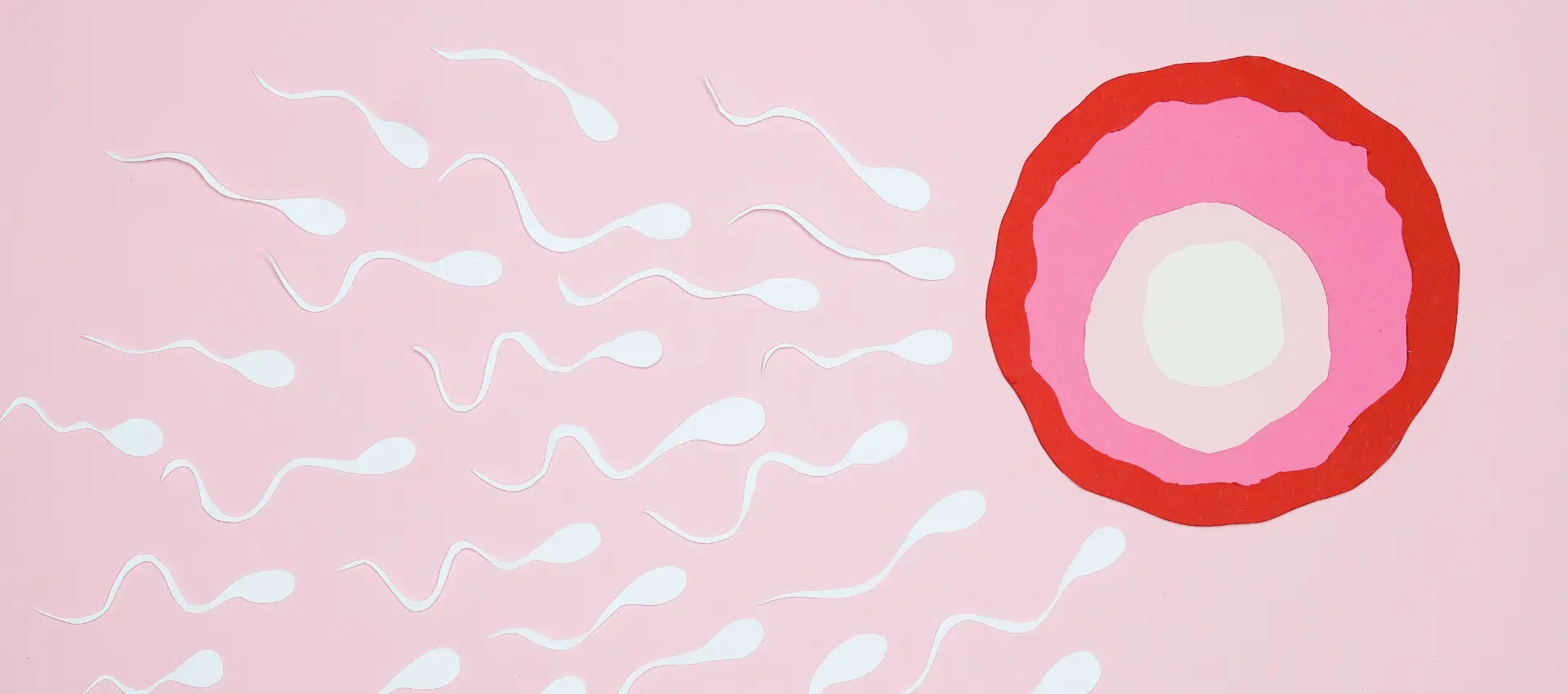 Spermien schwimmen auf eine Eizelle zu.